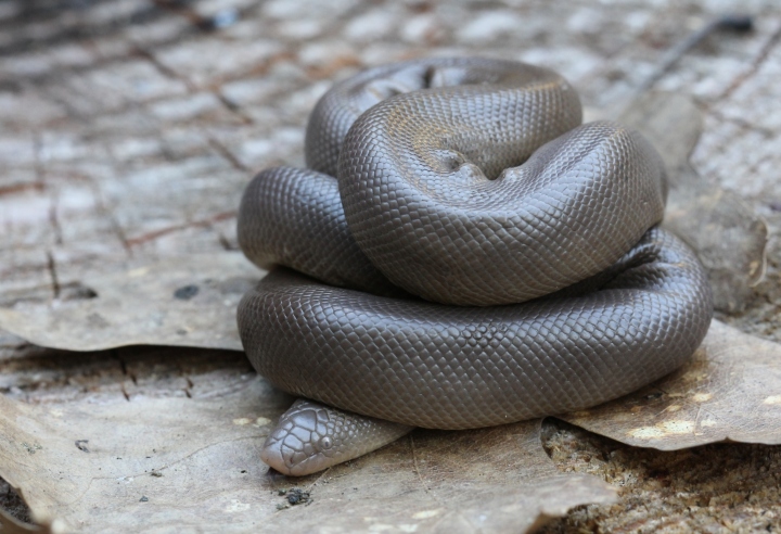 Rubber Boa